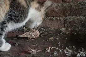 乡下捕快:吃老鼠的猫。日常的生活状态，可惜传不了嘎嘣脆的画面视频封面