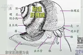 生活圈：田螺尾部是排泄器官，不能吃？专家做出解答，食用需谨慎视频封面