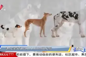 狗的祖先其实是狼，因抢不过狼才“投靠”人类，是动物的自主选择视频封面
