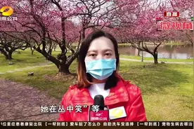 长沙橘子洲600株梅花竞相绽放，最佳赏梅攻略在这里视频封面