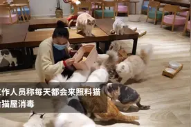 封城后,猫咖老板办通行证,每天喂猫视频封面