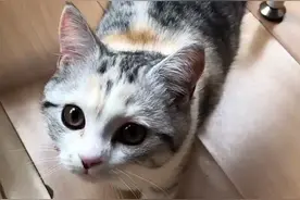 太调皮了，你家的猫会左右横跳吗？视频封面