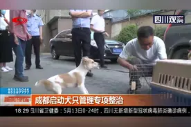成都启动犬只管理专项整治！这22种犬只被列入禁养犬只视频封面
