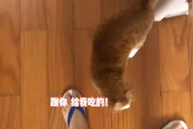 肚子饿就疯狂蹭人的橘猫，还叫得贼凶，都叫哑了快。视频封面