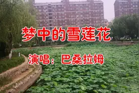 巴桑拉姆一首《梦中的雪莲花》经典老歌(超清)