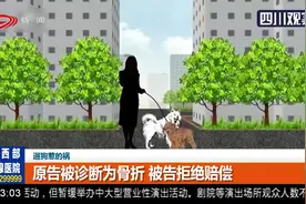 栓绳萨摩遇未栓绳泰迪，两狗撕咬，萨摩冲撞主人受伤，谁之责？视频封面