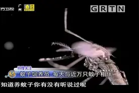 饲养员专门养蚊子，每天接触近万只，竟是为了这种用途|城事特搜视频封面