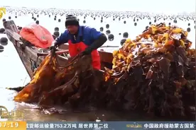 收获了！即墨千亩蛤蜊大丰收，各地收购商齐聚，渔业复产迎开门红视频封面