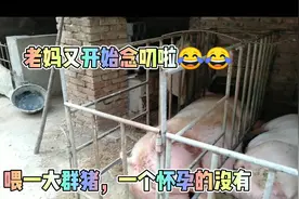 小伙家老母猪怀孕2个月了，老妈却说不可能怀孕，咋回事？视频封面