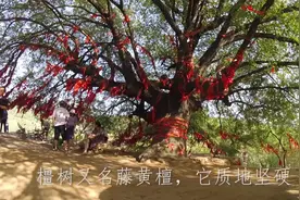 磨街乡黄沟村因为一棵千年橿树，成为乡村旅游热点视频封面