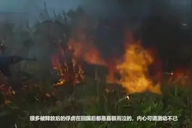 中越战争结束后，这6名女俘虏被放回国，看看是怎么处理她们的视频封面