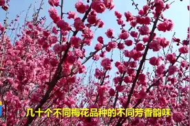 百亩梅花开正旺，威海经区绿苑梅园春意浓，微风轻拂芳香四溢视频封面