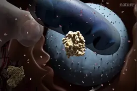 Nature视频：靶向肿瘤细胞代谢视频封面
