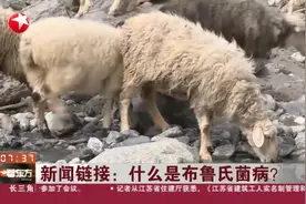 关注！什么是布鲁氏菌病？传染源和传播途径有哪些？视频封面
