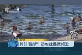 鸭群叫声扰民，邻居选择去法院起诉，结果鸭群“胜诉”！视频封面
