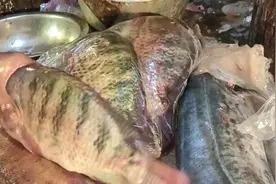 罗非鱼也是鱼 为什么有人说不能吃视频封面