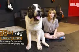 2米高的狗（美女与野兽）视频封面