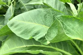 香烟原植物，叶子又大又长！吸烟有害健康，请尽早戒烟！视频封面