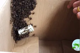 山农琼肴：如何将野蜂蜂群移至蜂箱，就是这样操作超级简单视频封面