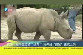 犀牛宝宝被“嫌弃”，饲养员“奶爸”正式上岗视频封面