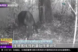 云南大围山：红外相机拍摄到多种珍稀野生动物，留下珍贵的影像视频封面