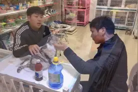 待产期小猫产前需要准备哪些东西呢？这几种是关键视频封面