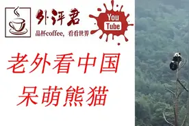 外国人看中国国宝熊猫调皮日常，外国评论：凭实力把自己变成国宝视频封面