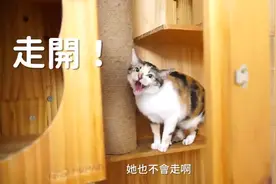 带上猫耳头套会被猫主子当成同类吗？这两只猫咪的反应过于真实视频封面