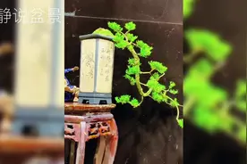 青翠欲滴的雀舌皱皮黄杨盆景欣赏，雅致秀美，素淡端庄！视频封面