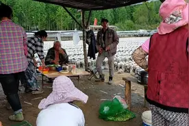 东北女人牡丹江东宁市摘木耳打工生活视频，晚上吃啥饭视频封面