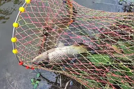 永定河水头到达天津武清，这里全是高科技捕鱼方式，渔获真不少视频封面
