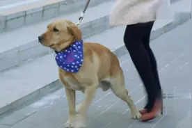 狗狗追摩托车，这真的能追上吗视频封面
