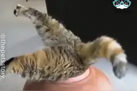 神奇的液体猫，来看看哪个让你笑了