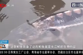 泸州：渔民捕到一条40斤大鱼，有点与众不同，它到底是什么鱼？视频封面