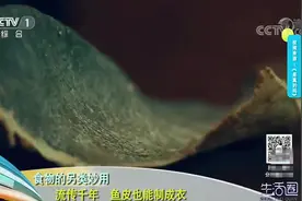 生活圈：流传千年，鱼皮衣成为民族标志，防水御寒制作独特，厉害视频封面