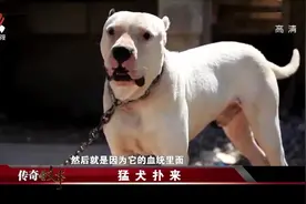 传奇故事：杜高犬到底有多猛？阿根廷人直接用它来狩猎美洲狮视频封面