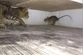 老鼠溜进厨房遇到猫，惨遭猫一顿暴打，打到老鼠生无可恋视频封面