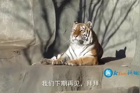 老虎拥有的五大技能 第二个鲜为人知 最后一个独一无二_超清视频封面
