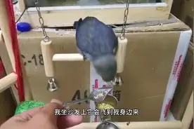 小伙养的鹦鹉越来越粘人了，睡觉还喜欢把头藏起来，姿势真是绝了视频封面