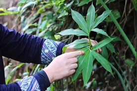 天南星民间常用草药，可用于消肿散结燥湿化痰破伤风，你认识吗视频封面
