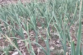 蒜苗除了当菜吃，还有很多对人体的好处，厉害了值得收藏视频封面