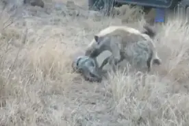鬣狗从蟒蛇手里抢猴子吃，不愧非洲二哥！视频封面