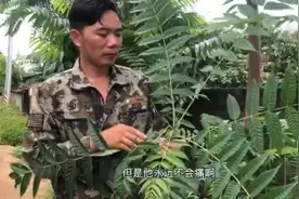 春芽树治蛀牙有特效，用一次永远不会再痛啦，来看看吧视频封面