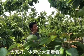 大樱桃到了膨果期，有些品种果个小，可能是大花时用错了授粉药视频封面