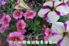 不怕热的百万小铃和矮牵牛，区别在这里，养护用对方法都会开爆盆视频封面