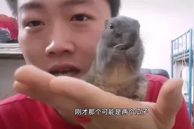 从小养大的松鼠小悦悦，咔咔磕着瓜子，薄的速度快，厚的速度慢视频封面