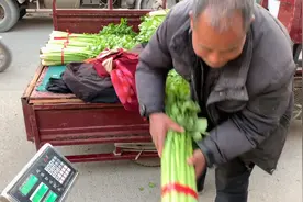 农村大叔摆摊批发芹菜，每天卖一车，说不够工钱，看这价格多便宜视频封面