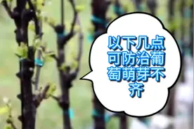 葡萄萌芽不齐，产量必定受影响，参考以下四点，做好春季管理工作视频封面