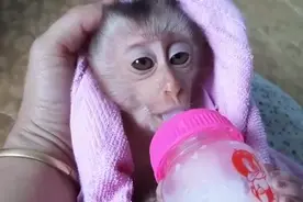 居然有人把小猕猴当宠物，完全和小孩子一样视频封面