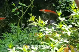 尝试下把冰草种在墙上，鱼菜共生小院，不一样的种植法视频封面